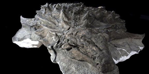 A dinosaur with a remarkably preserved face
