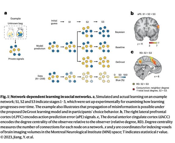 Exploring the neural mechanisms behind how social networks shape our decisions