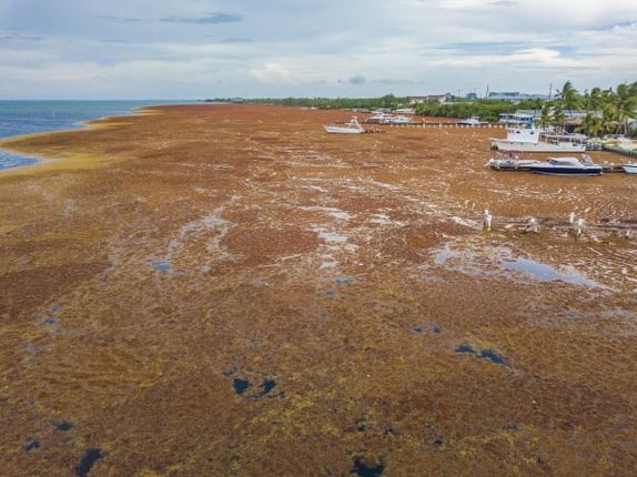 New horror revealed in sargassum blob