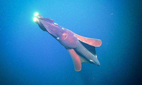 A species of deep-sea squid has the world’s biggest light-producing organs