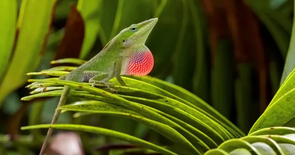 Evolution: Fast or slow? Lizards help resolve a paradox