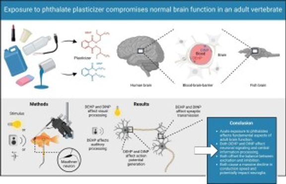 Exposure to phthalate compromises brain function in adult vertebrates