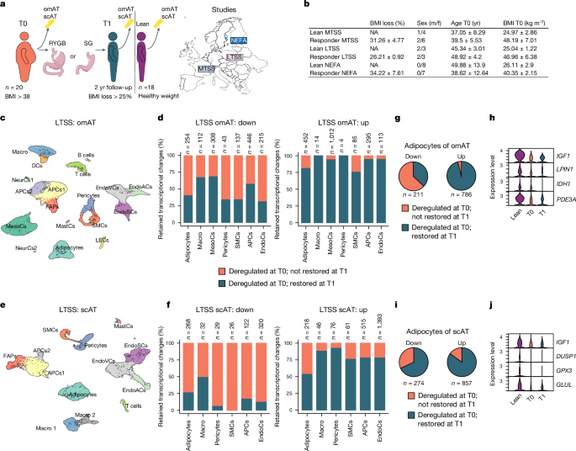 Adipose tissue retains an epigenetic memory of obesity after weight loss