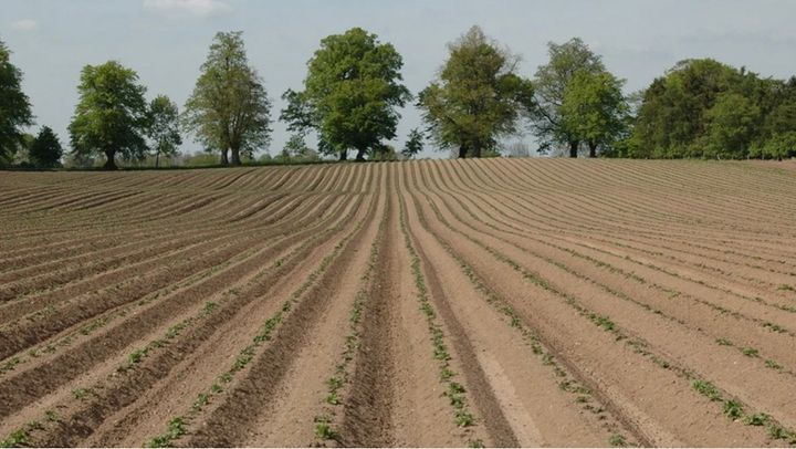 The Herbicide Diquat Poisons the Gut, Leading to Multiple Organ Dysfunction