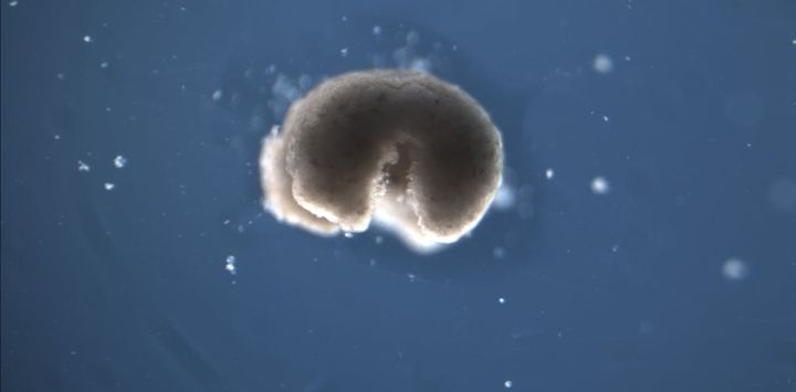 Biobots arise from the cells of dead organisms