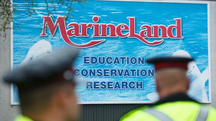 Marineland asks Canada for emergency cash to feed whales or euthanasia imminent