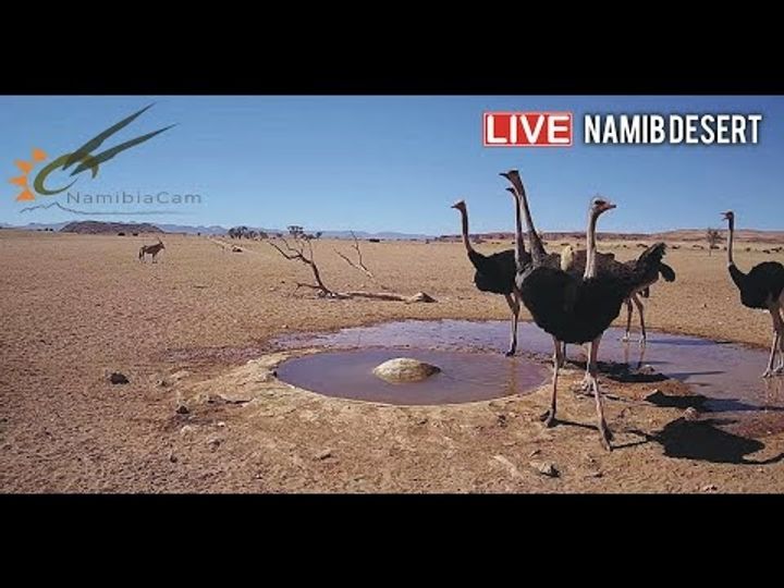 Live Stream from the Namib Desert