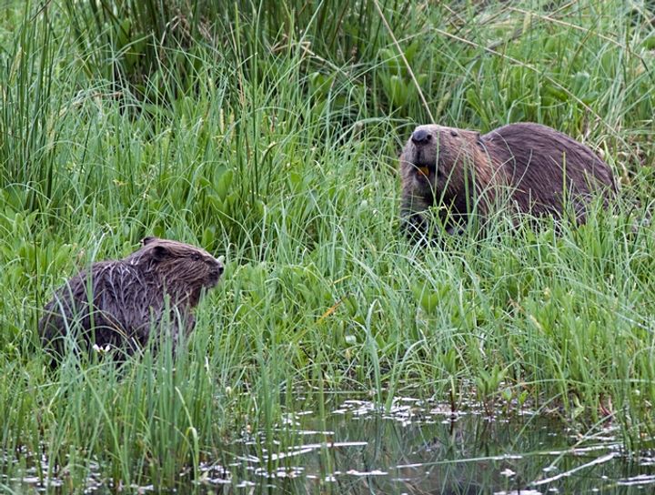 Beaver-engineered dam in the Czech Republic saves government $1.2M USD