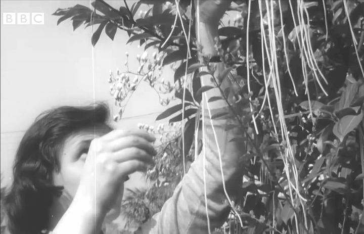 The 1957 “Spaghetti-Grows-on-Trees” Hoax