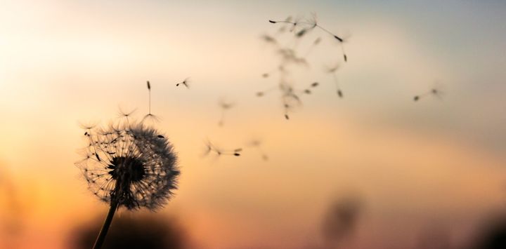 To launch something new, you need "social dandelions"