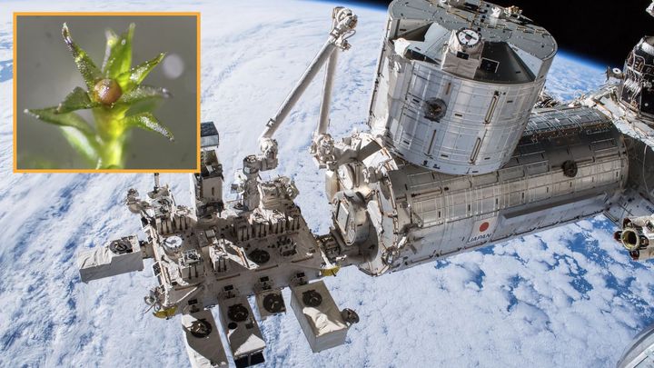 Moss survived outside of the International Space Station for 9 months