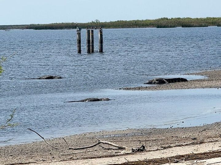 Should we drain the Everglades?
