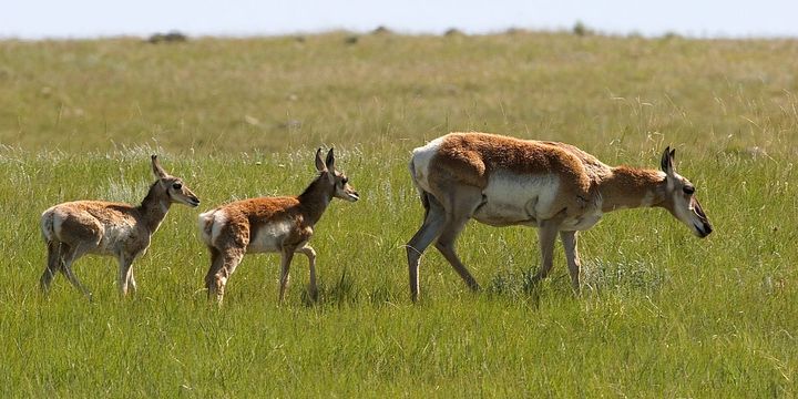American Prairie unlocks another 70k acres in Montana