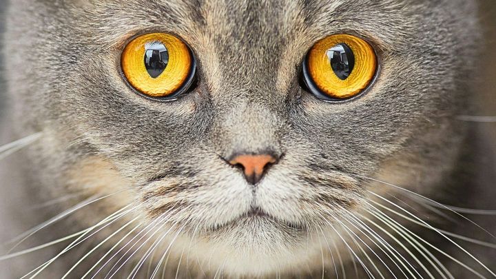 Cat Ownership Linked to Increased Risk of Schizophrenia, Research Suggests