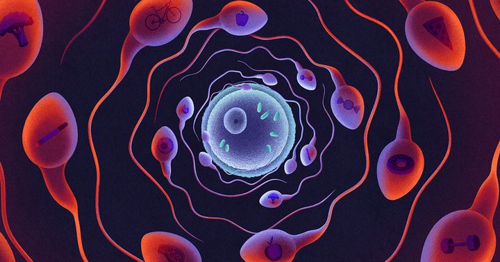 Fathers’ choices may be packaged and passed down in sperm RNA