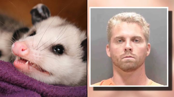 YouTuber Ross Creations probed for animal abuse over 'opossum launcher' video