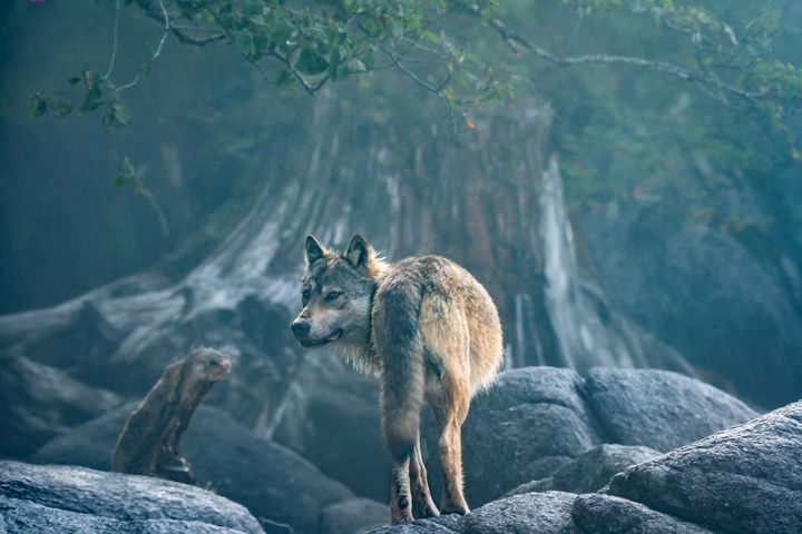 Unraveling the Mystery of Sea Wolves