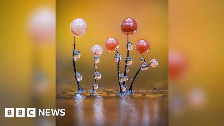 Photographing the hidden world of slime mould