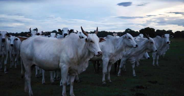 EU countries approve Mercosur trade deal after 25 years of talks