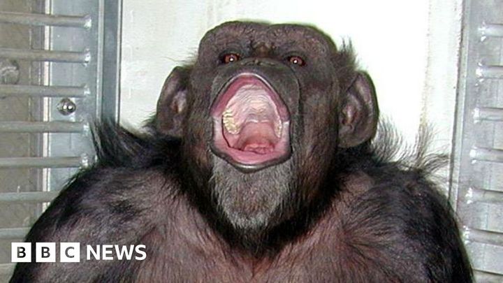 Ai, Japanese chimpanzee who counted and painted dies at 49