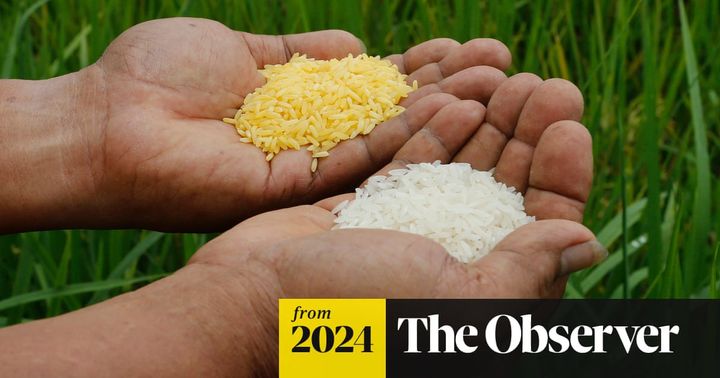 'A catastrophe': Greenpeace blocks planting of 'lifesaving' Golden Rice