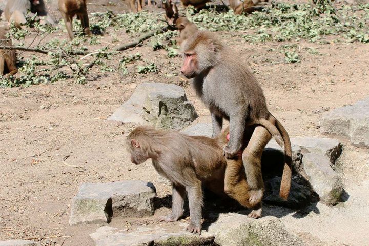 Is there an evolutionary reason for same-sex sexual behaviour?