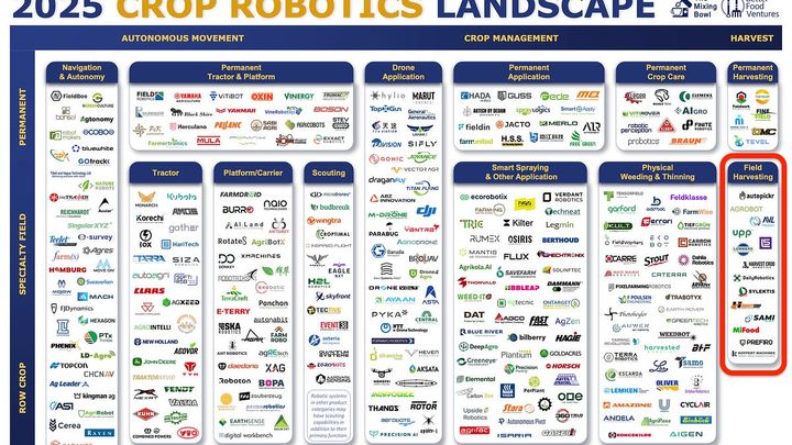 The Harvesting of Lettuce