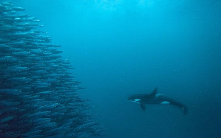 Evolution Unleashed (2018)