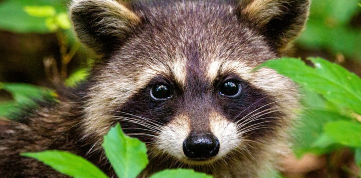Raccoons break into liquor stores, scale skyscrapers and pick locks
