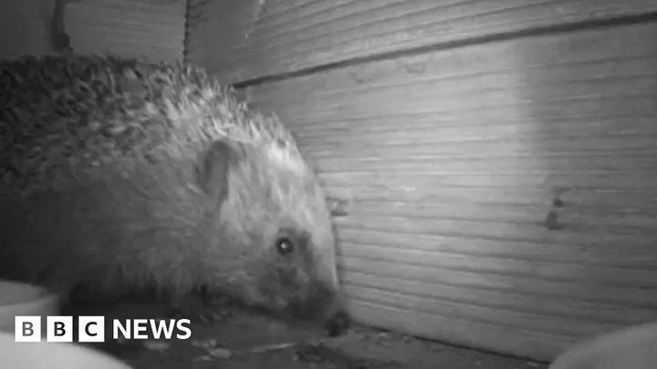 Cameras reveal what hedgehogs get up to after dark