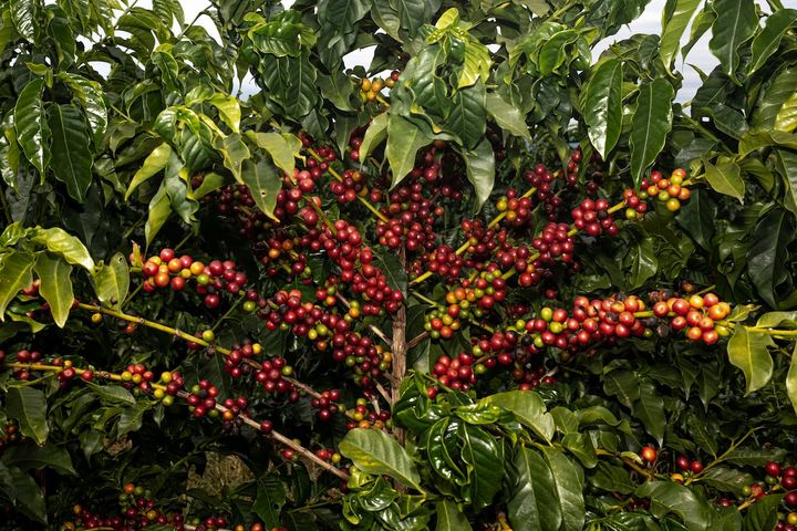Why the price of coffee has skyrocketed