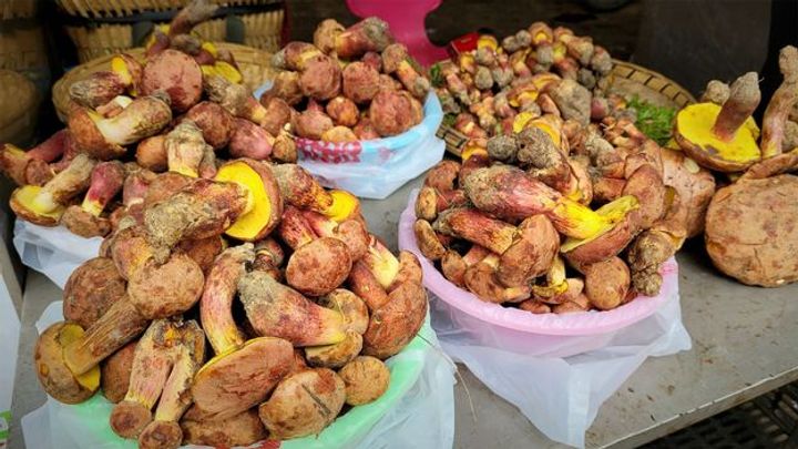 The mushroom making people hallucinate tiny humans