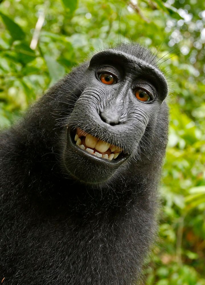 Monkey Selfie Copyright Dispute