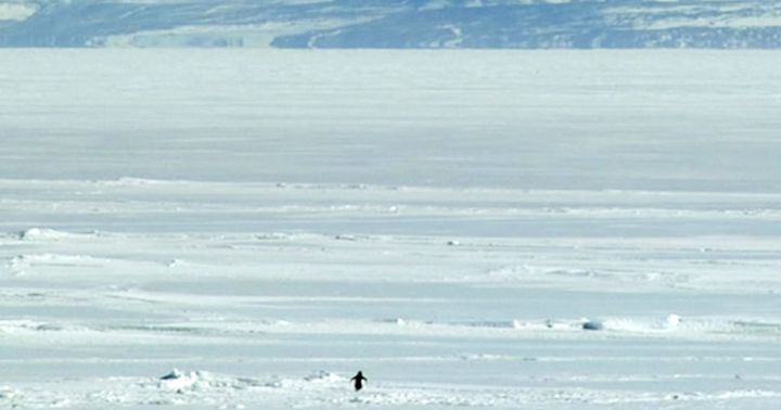 What does Werner Herzog's nihilist penguin teach us?