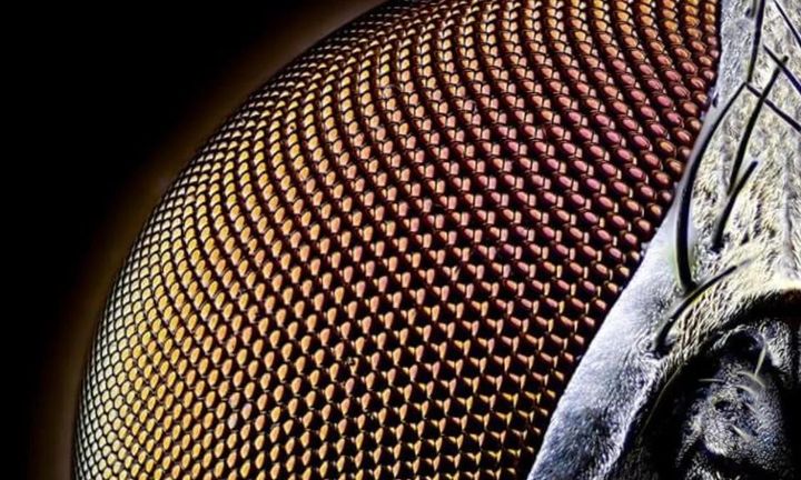 ICE's Secret Watchlists of Americans