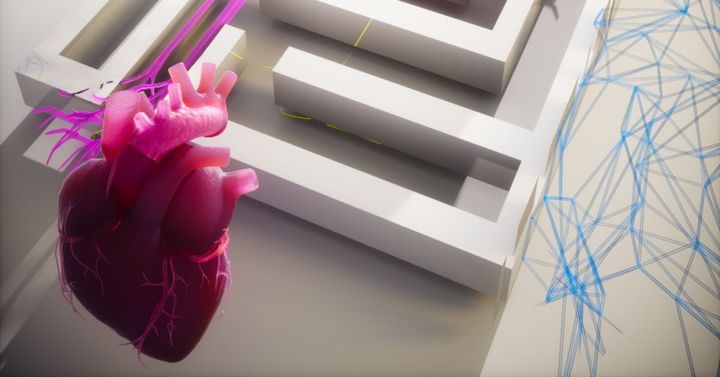 New Research Connects Heart Attacks to Brain, Nervous and Immune Systems