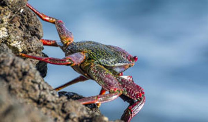 Open Molten Claw: Post-Eval as a Service