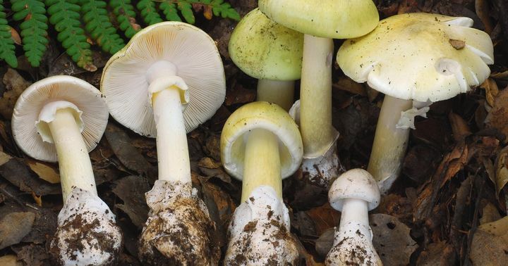 California urges people avoid wild mushrooms after 4 deaths, 3 liver transplants