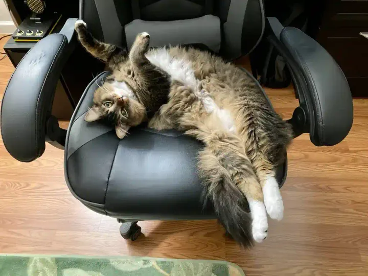 How a cat debugged Stable Diffusion (2023)