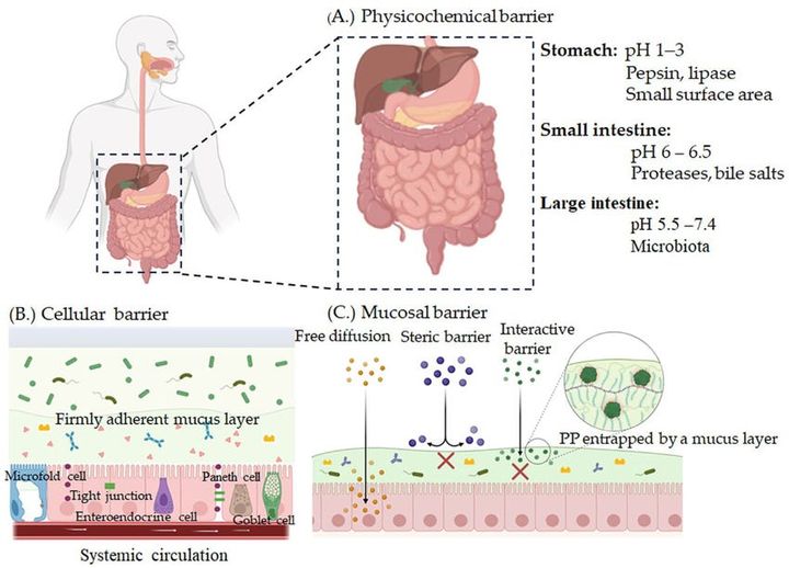 A Brief History of Oral Peptides