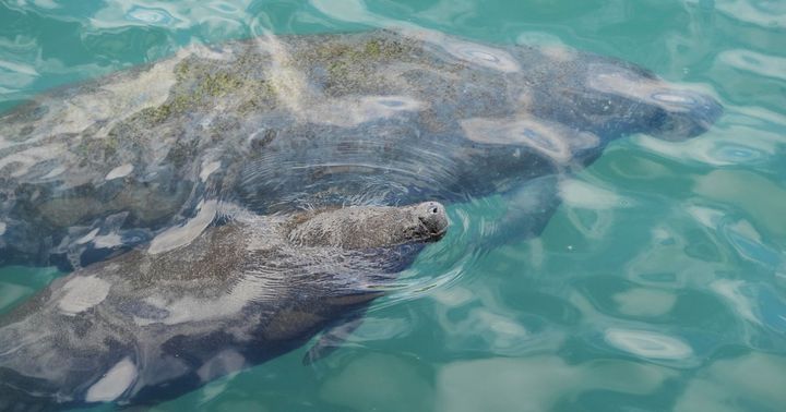 Trump administration eliminates protections for endangered species