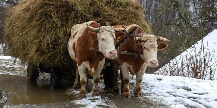 Can you take an ox to Oxford?
