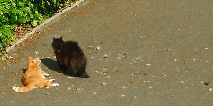 ADHD and monotropism (2023)