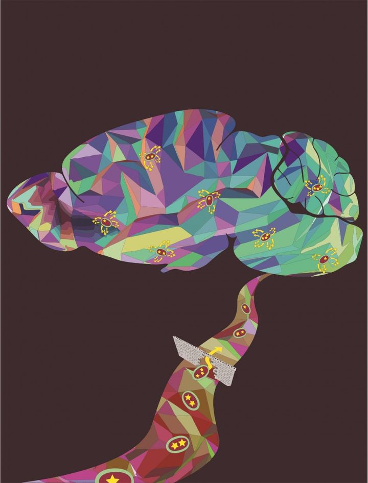 Sustained long-term disease correction following stem cell gene therapy