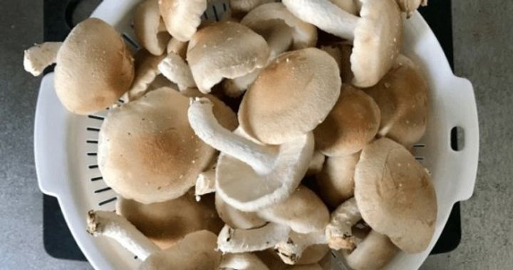 Wakayama senior uses AI to identify wild mushrooms, gets poisoned shortly after