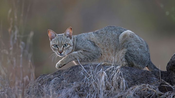 When did cats become domesticated? New DNA evidence changes the story.