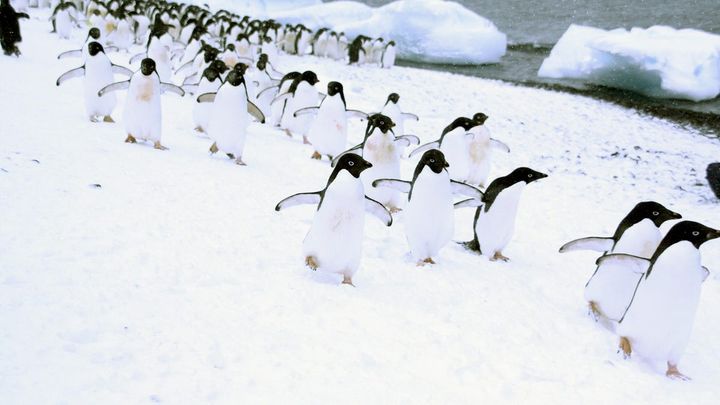 People keep flocking to Linux, not just to escape Windows