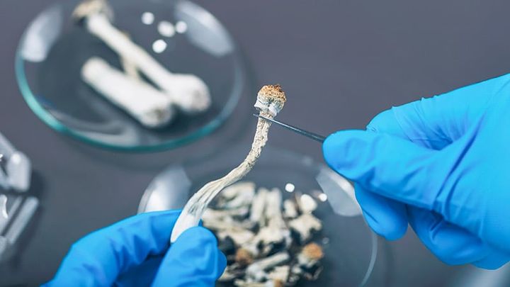 Will Psilocybin Have Its Day in Clinical Psychiatry?