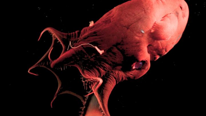 'Vampire Squid from Hell' Reveals the Ancient Origins of Octopuses