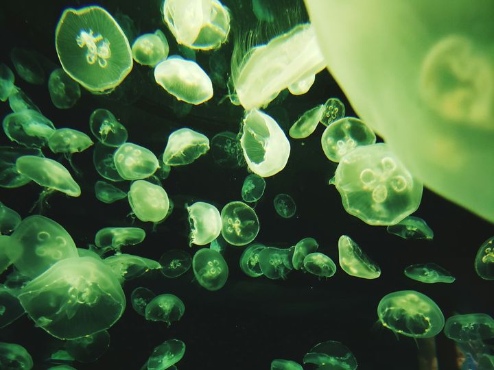 Researchers Find Microbe Capable of Producing Oxygen from Martian Soil